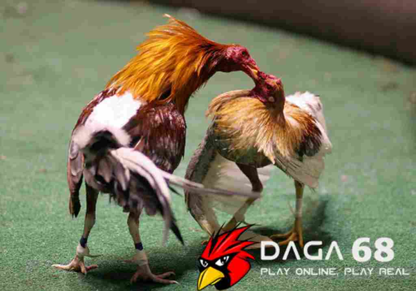 Review Daga68 – Sân chơi cá cược đá gà trực tuyến HOT nhất hiện nay